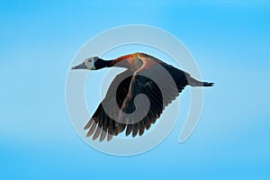 White-faced whistling duck, Dendrocygna viduata, bird in fly with blue sky. Duck from Pantanal, Brazil. Action wildlife scene from