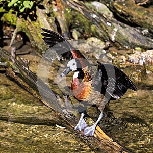 White-faced whistling duck, Dendrocygna viduata. Birds watching