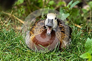 White-faced whistling duck, Dendrocygna viduata. Birds watching