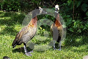 White-faced whistling duck, Dendrocygna viduata. Birds watching