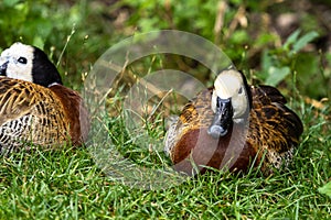 White-faced whistling duck, Dendrocygna viduata. Birds watching