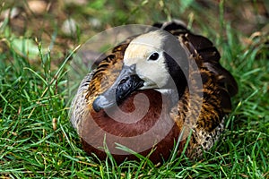 White-faced whistling duck, Dendrocygna viduata. Birds watching