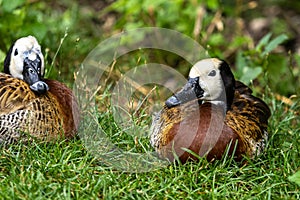 White-faced whistling duck, Dendrocygna viduata. Birds watching