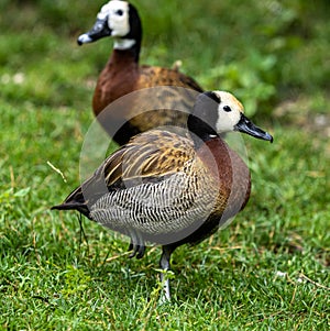 White-faced whistling duck, Dendrocygna viduata. Birds watching