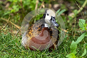 White-faced whistling duck, Dendrocygna viduata. Birds watching