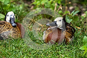 White-faced whistling duck, Dendrocygna viduata. Birds watching