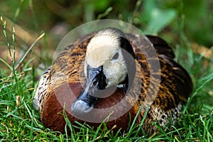 White-faced whistling duck  Dendrocygna viduata. Birds watching