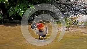 White-faced whistling duck, Dendrocygna viduata. Birds watching