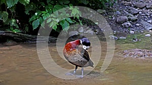 White-faced whistling duck, Dendrocygna viduata. Birds watching