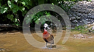 White-faced whistling duck, Dendrocygna viduata. Birds watching