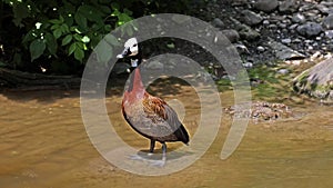 White-faced whistling duck, Dendrocygna viduata. Birds watching