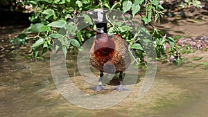 White-faced whistling duck, Dendrocygna viduata. Birds watching