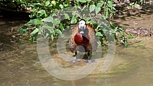 White-faced whistling duck, Dendrocygna viduata. Birds watching