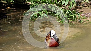 White-faced whistling duck, Dendrocygna viduata. Birds watching