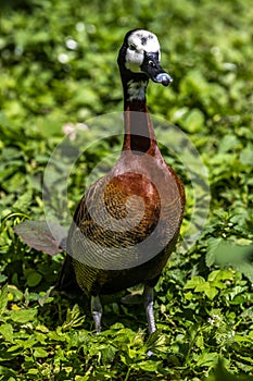 White-faced whistling duck, Dendrocygna viduata. Birds watching