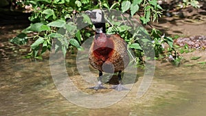 White-faced whistling duck, Dendrocygna viduata. Birds watching