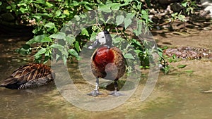 White-faced whistling duck, Dendrocygna viduata. Birds watching