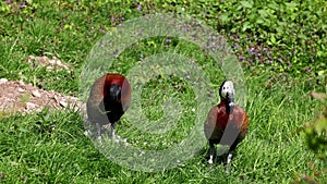 White-faced whistling duck, Dendrocygna viduata. Birds watching