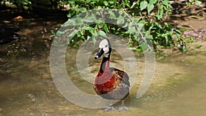 White-faced whistling duck, Dendrocygna viduata. Birds watching