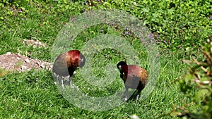 White-faced whistling duck, Dendrocygna viduata. Birds watching