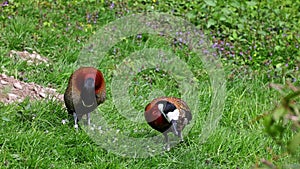 White-faced whistling duck, Dendrocygna viduata. Birds watching