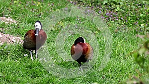 White-faced whistling duck, Dendrocygna viduata. Birds watching