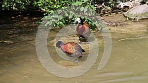 White-faced whistling duck, Dendrocygna viduata. Birds watching