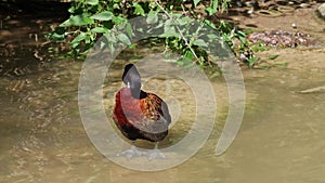 White-faced whistling duck, Dendrocygna viduata. Birds watching