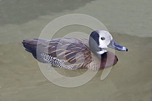 White-faced Whistling Duck, Dendrocygna viduata, close up view