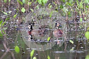 White-faced Whistling-Duck Dendrocygna viduata couple swimming in the middle of the pond among the leaves of aquatic plants