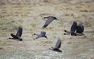 White Faced Whistling Duck, dendrocygna viduata, Group in Flight, Los Lianos in Venezuela