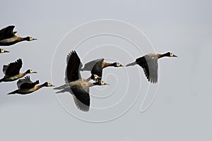 White Faced Whistling Duck, dendrocygna viduata, Group in Flight, Los Lianos in Venezuela