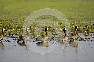 White Faced Whistling Duck, dendrocygna viduata, Group standing in Swamp, Los Lianos in Venezuela