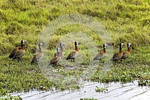 White-Faced Whistling Duck, dendrocygna viduata, Group standing in Swamp, Los Lianos in Venezuela