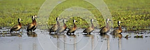 White-Faced Whistling Duck, dendrocygna viduata, Group standing in Swamp, Los Lianos in Venezuela