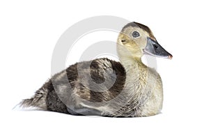 White-faced whistling duck, Dendrocygna viduata, isolated on white