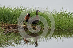 White faced whistling duck Dendrocygna viduata Kenya Africa