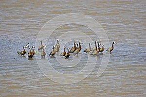 White-Faced Whistling Duck, dendrocygna viduata, Los Lianos in Venezuela