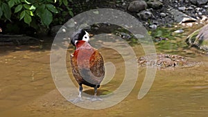 White-faced whistling duck, Dendrocygna viduata, noisy bird with a clear three-note whistling call