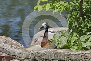 White-faced whistling duck, Dendrocygna viduata, noisy bird with a clear three-note whistling call at the lake