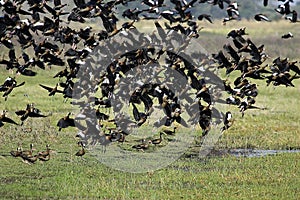 White-Faced Whistling Duck, dendrocygna viduata and Red-Billed Whistling Duck, dendrocygna automnalis, Group in Flight above Swamp