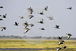 White-Faced Whistling Duck, dendrocygna viduata, and Red-Billed Whistling Duck, dendrocygna automnalis, Group in Flight, Los