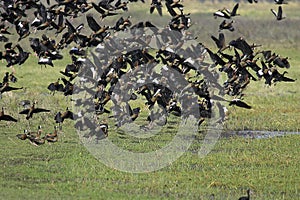 White-Faced Whistling Duck, dendrocygna viduata and Red-Billed Whistling Duck, dendrocygna automnalis, Group in Flight, Los Lianos