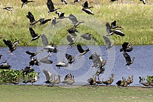 White-Faced Whistling Duck, dendrocygna viduata, and Red-Billed Whistling Duck, dendrocygna automnalis, Group in Flight, standing