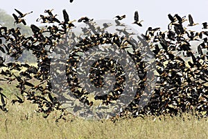 White-Faced Whistling Duck, dendrocygna viduata and Red-Billed Whistling Duck, dendrocygna automnalis, Group in Flight, Taking of