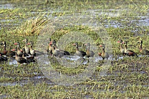 White-Faced Whistling Duck, dendrocygna viduata, and Red-Billed Whistling Duck, dendrocygna automnalis, Group standing in Swamp,