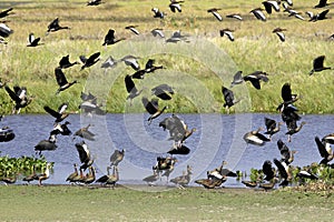 White-Faced Whistling Duck, dendrocygna viduata and Red-Billed Whistling Duck, dendrocygna automnalis, Los Lianos in Venezuela