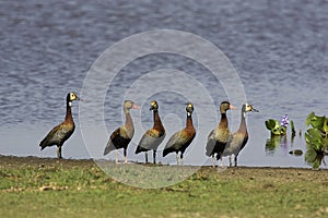 White-Faced Whistling Duck, dendrocygna viduata and Red-Billed Whistling Duck, dendrocygna automnalis, Los Lianos in Venezuela