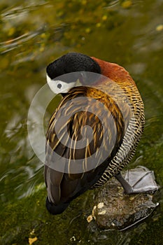 a white faced whistling duck Dendrocygna viduata resting on a stone