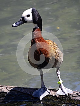 White-faced Whistling Duck, Dendrocygna viduata, stands on a log on the water and observes the surroundings